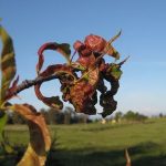 lepra do pessegueiro